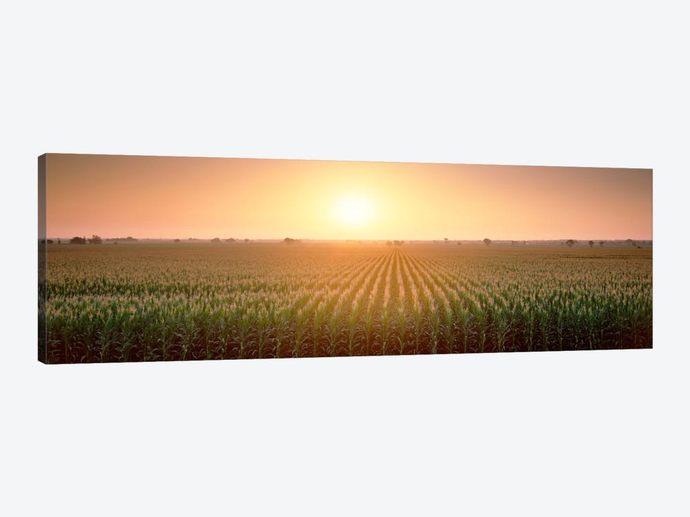 View Of The Corn Field During Sunrise, Sacramento County, California, USA by Panoramic Images 1-piece Canvas Wall Art