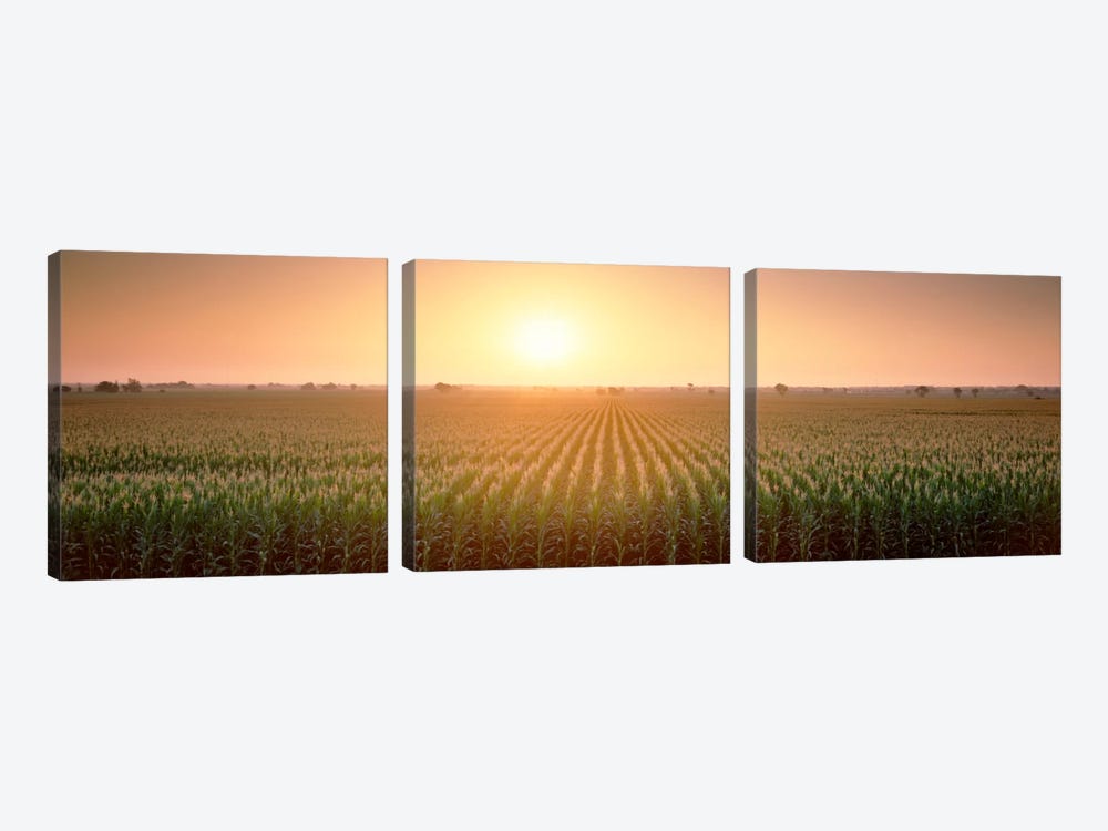 View Of The Corn Field During Sunrise, Sacramento County, California, USA by Panoramic Images 3-piece Canvas Art
