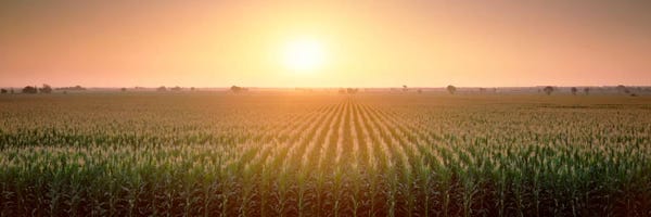 View Of The Corn Field During Sunrise, Sacramento County, California, USA