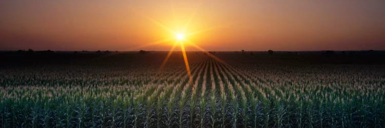 Sunrise, Crops, Farm, Sacramento, California, USA