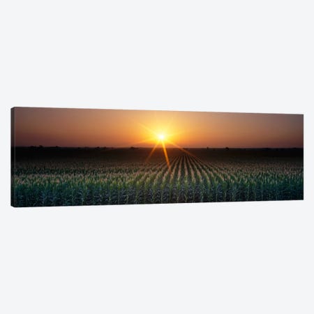 Sunrise, Crops, Farm, Sacramento, California, USA Canvas Print #PIM329} by Panoramic Images Canvas Print