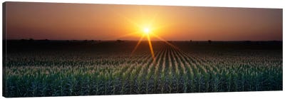 Sunrise, Crops, Farm, Sacramento, California, USA Canvas Art Print
