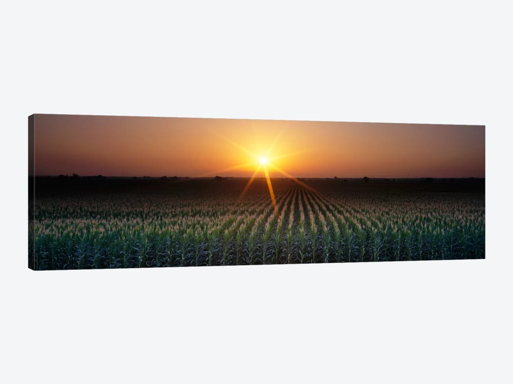 Sunrise, Crops, Farm, Sacramento, California, USA by Panoramic Images 1-piece Canvas Print