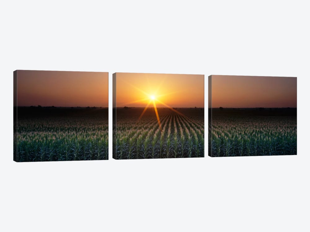 Sunrise, Crops, Farm, Sacramento, California, USA by Panoramic Images 3-piece Art Print