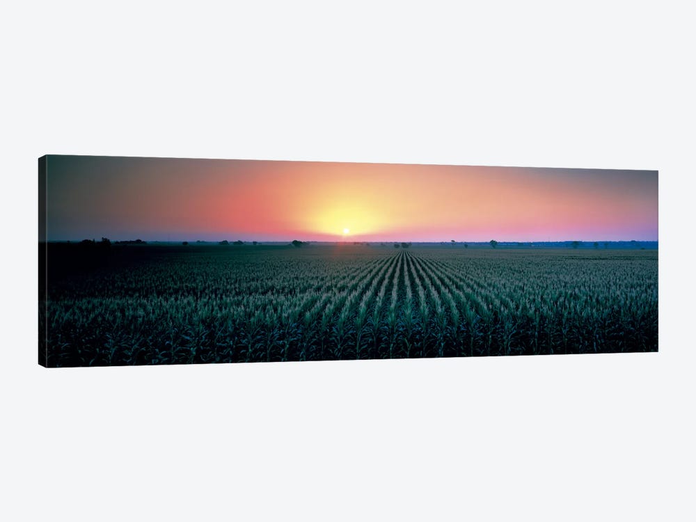 Corn field at sunrise Sacramento Co CA USA by Panoramic Images 1-piece Canvas Print