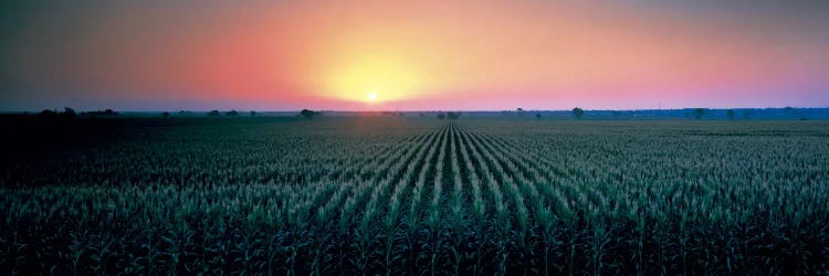 Corn field at sunrise Sacramento Co CA USA