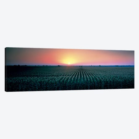 Corn field at sunrise Sacramento Co CA USA Canvas Print #PIM330} by Panoramic Images Canvas Wall Art