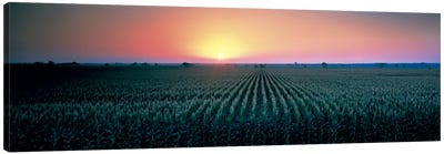 Corn field at sunrise Sacramento Co CA USA Canvas Art Print - Field, Grassland & Meadow Art