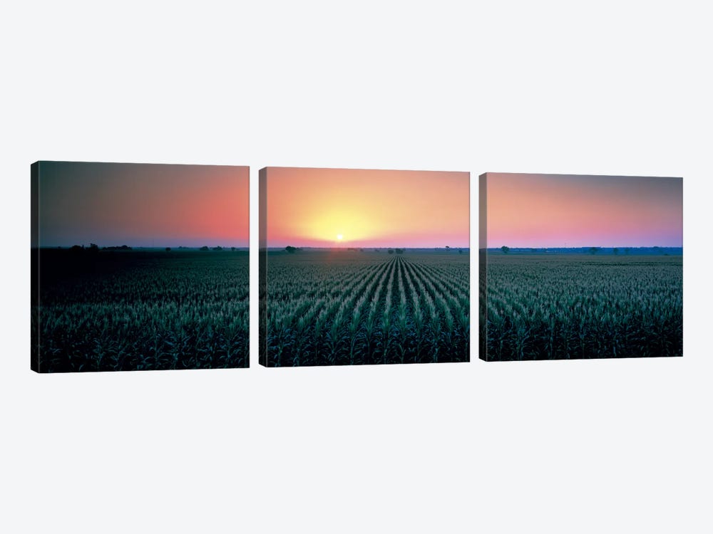 Corn field at sunrise Sacramento Co CA USA by Panoramic Images 3-piece Art Print