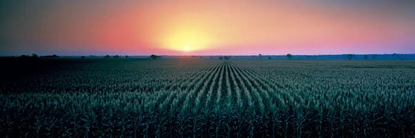 Corn