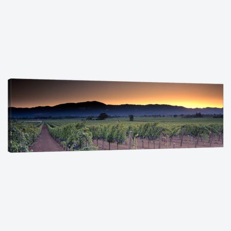 Vineyard Landscape, Napa Valley AVA, Napa County, California, USA Canvas Print #PIM331} by Panoramic Images Canvas Artwork
