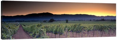 Vineyard Landscape, Napa Valley AVA, Napa County, California, USA Canvas Art Print - California Art