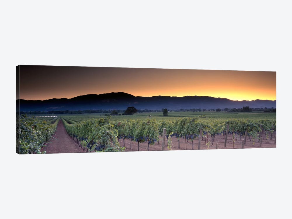 Vineyard Landscape, Napa Valley AVA, Napa County, California, USA by Panoramic Images 1-piece Canvas Art