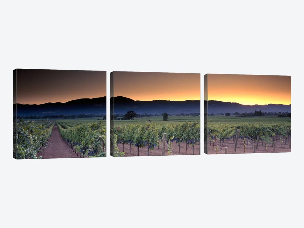 Vineyard Landscape, Napa Valley AVA, Napa County, California, USA by Panoramic Images 3-piece Canvas Art