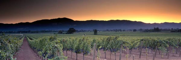 Panoramic Images: Vineyard Landscape, Napa Valley AVA, Napa County, California, USA by Panoramic Images
