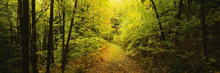 Dirt road passing through a forest, Vermont, USA