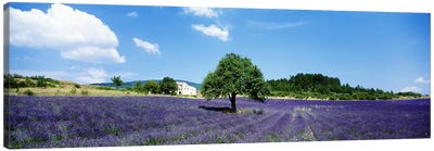 Lavender Field Provence France Canvas Art Print - Pantone Ultra Violet 2018