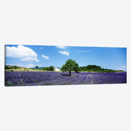 Lavender Field Provence France Canvas Print #PIM3354} by Panoramic Images Canvas Print