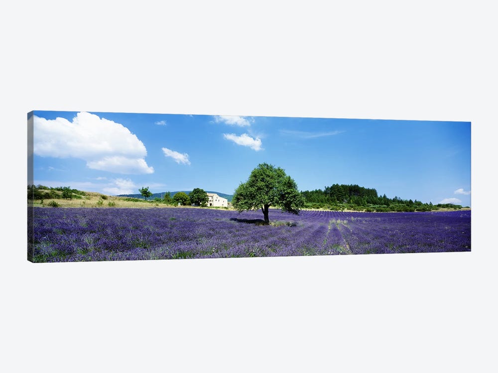 Lavender Field Provence France by Panoramic Images 1-piece Canvas Print