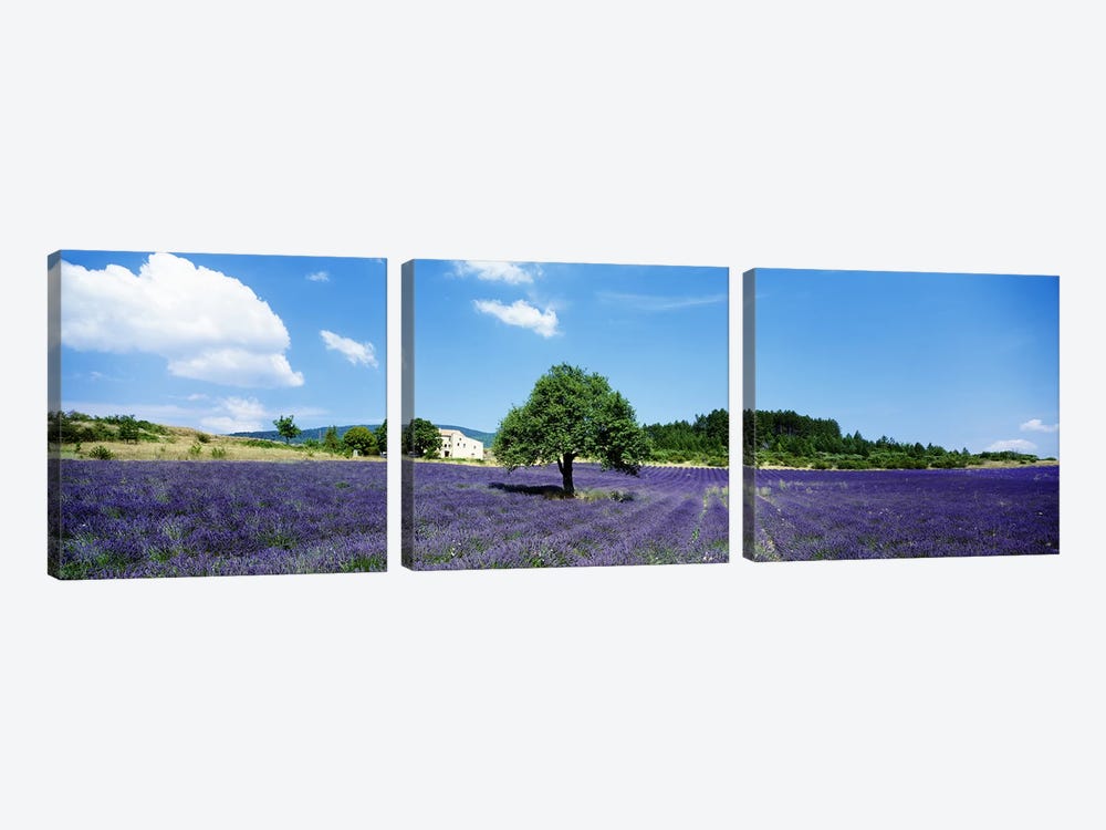Lavender Field Provence France by Panoramic Images 3-piece Canvas Art Print