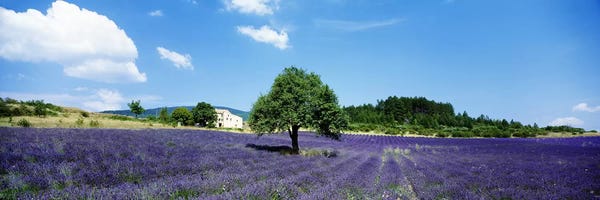 Herbs: Lavender Field Provence France by Panoramic Images