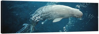 Close-up of a Beluga whale in an aquariumShedd Aquarium, Chicago, Illinois, USA Canvas Art Print - Whale Art