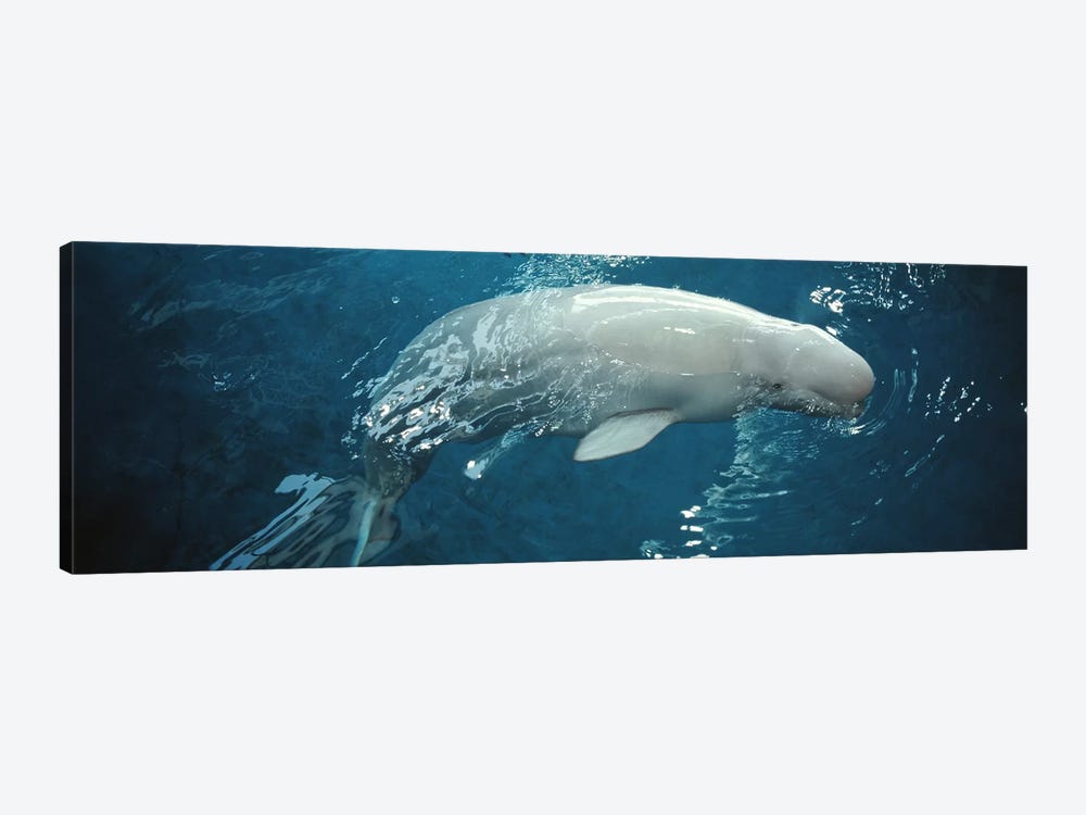 Close-up of a Beluga whale in an aquariumShedd Aquarium, Chicago, Illinois, USA by Panoramic Images 1-piece Art Print