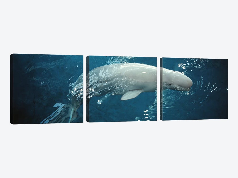 Close-up of a Beluga whale in an aquariumShedd Aquarium, Chicago, Illinois, USA by Panoramic Images 3-piece Canvas Art Print