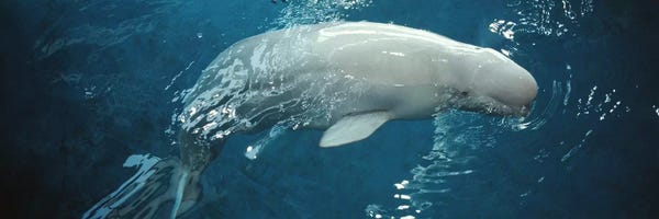 Beluga Whales: Close-up of a Beluga whale in an aquariumShedd Aquarium, Chicago, Illinois, USA by Panoramic Images
