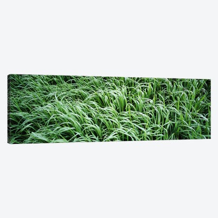 High angle view of grassMontana, USA Canvas Print #PIM3440} by Panoramic Images Canvas Artwork