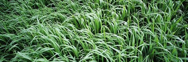 Grasses: High angle view of grassMontana, USA by Panoramic Images