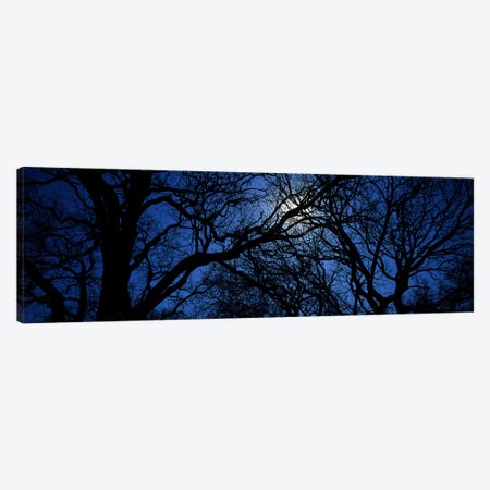 Silhouette of Oak treesTexas, USA Canvas Print #PIM3441} by Panoramic Images Canvas Artwork