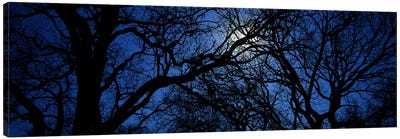 Silhouette of Oak treesTexas, USA Canvas Art Print - Spooky Scenes
