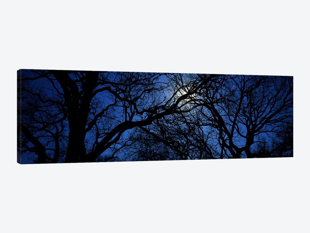 Silhouette of Oak treesTexas, USA by Panoramic Images 1-piece Canvas Wall Art