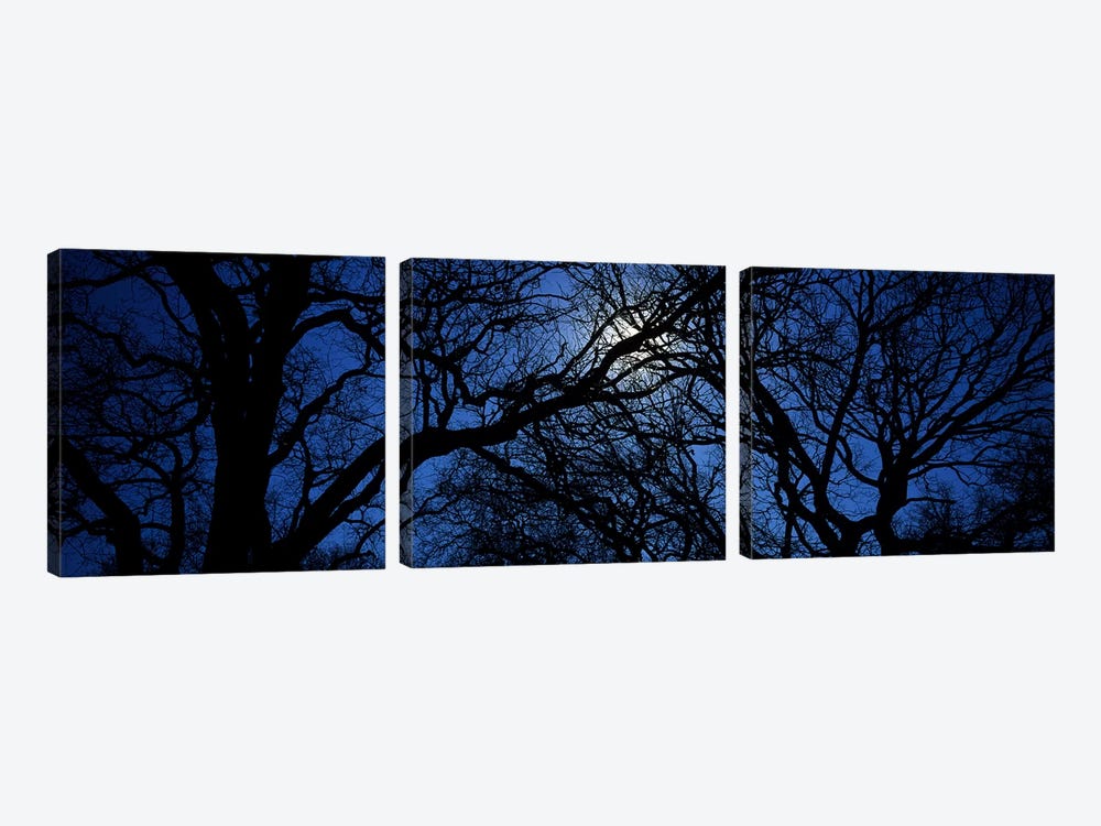 Silhouette of Oak treesTexas, USA by Panoramic Images 3-piece Canvas Artwork