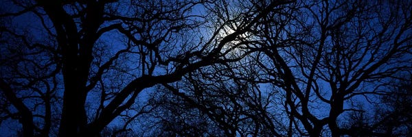 Halloween: Silhouette of Oak treesTexas, USA by Panoramic Images