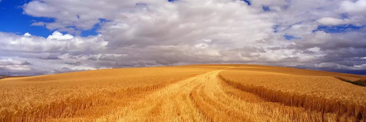 Wheat FieldWashington State, USA