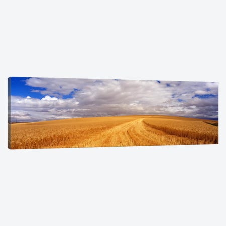 Wheat FieldWashington State, USA Canvas Print #PIM3443} by Panoramic Images Canvas Artwork