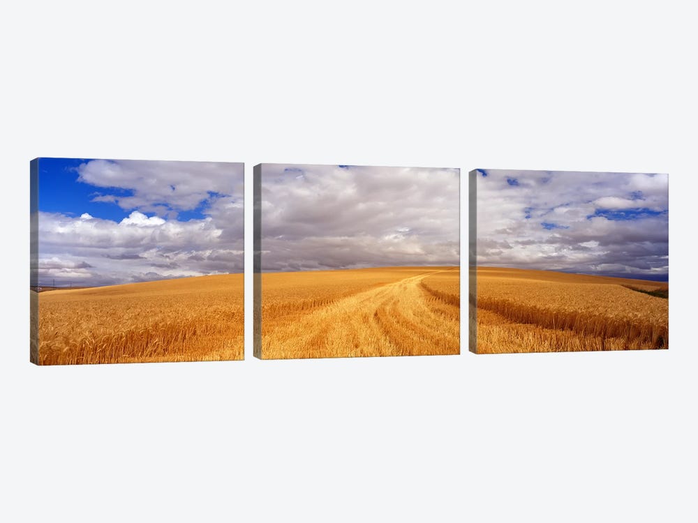 Wheat FieldWashington State, USA by Panoramic Images 3-piece Canvas Artwork