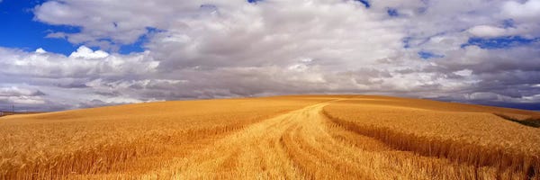 Photography: Wheat FieldWashington State, USA by Panoramic Images