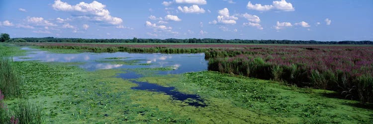 Marsh Landscape, Montezuma National Wildlife Refuge, Seneca County, New York, USA