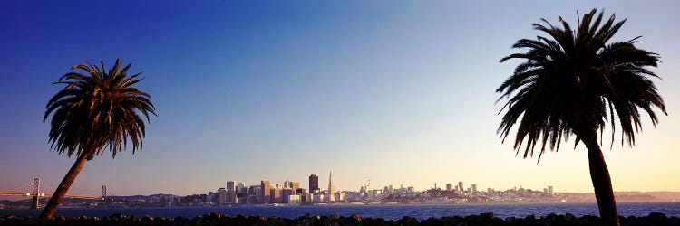 Palm Trees At Dusk, San Francisco, California, USA