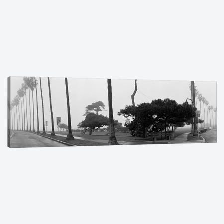 Palm Trees And Fog, San Diego, California Canvas Print #PIM3553} by Panoramic Images Canvas Artwork