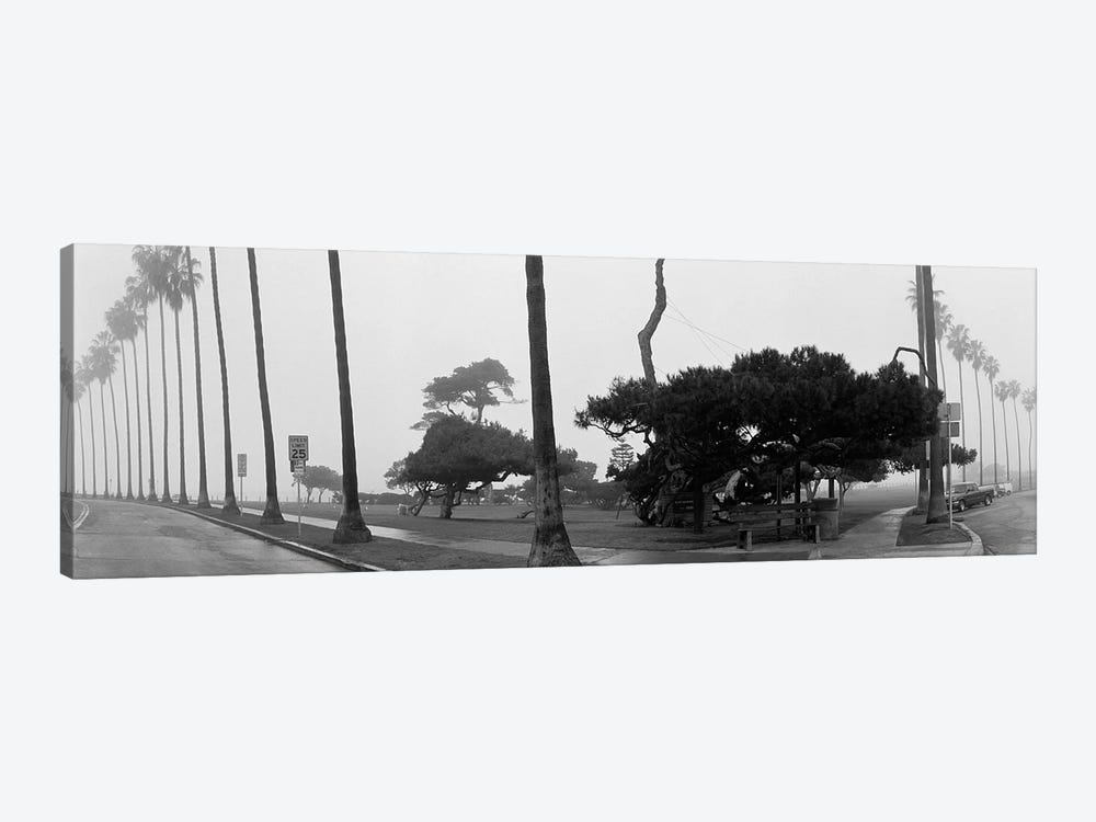 Palm Trees And Fog, San Diego, California by Panoramic Images 1-piece Canvas Artwork