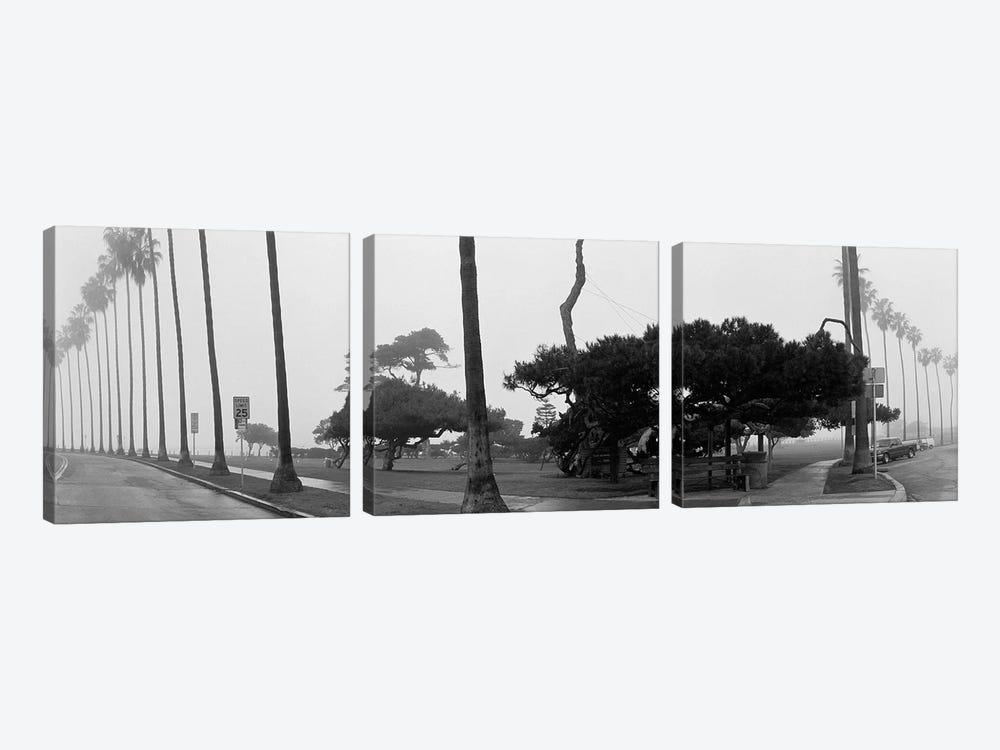 Palm Trees And Fog, San Diego, California by Panoramic Images 3-piece Canvas Art
