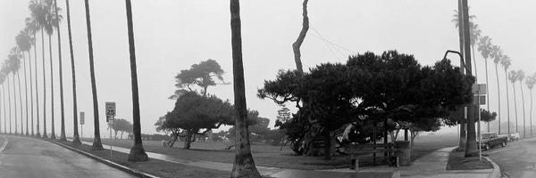 Black & White Florals: Palm Trees And Fog, San Diego, California by Panoramic Images