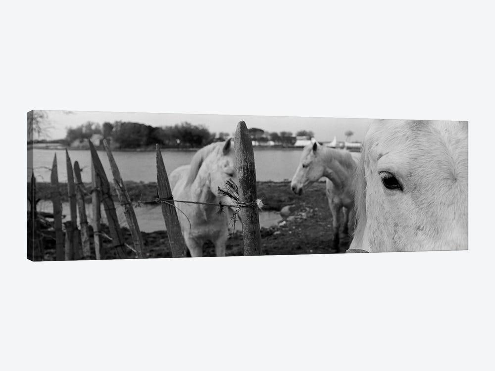 Horses, Camargue, France by Panoramic Images 1-piece Canvas Art Print