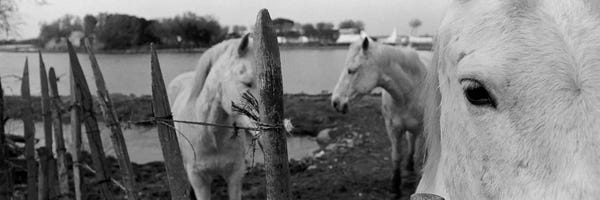 Black & White Animal Art: Horses, Camargue, France by Panoramic Images
