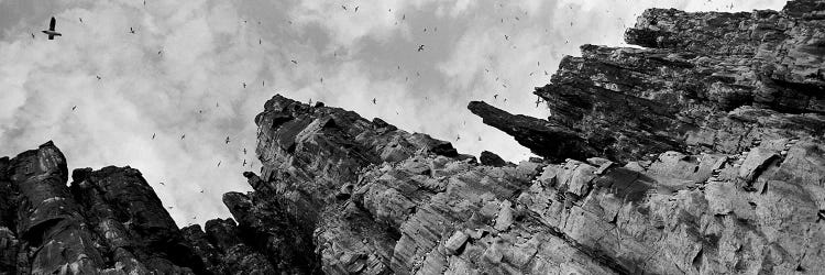 Birds Nesting In Cliffs, Norway