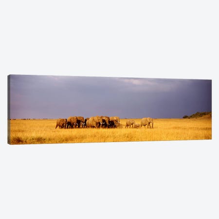 Elephant Herd, Maasai Mara Kenya Canvas Print #PIM3604} by Panoramic Images Art Print